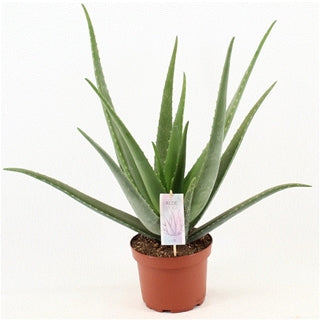 Aloe Vera Vp 19 – Meraflor