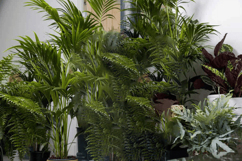 Piante purificatrici dell'aria