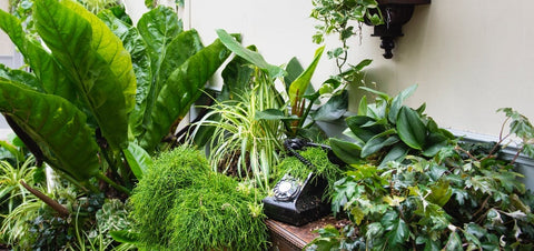 Le migliori piante da appartamento per stanze buie e ombrose