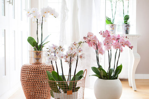 Come curare la vostra Orchidea