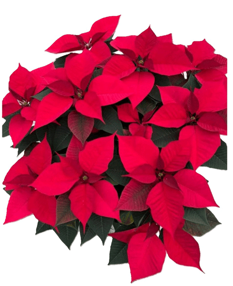 Poinsettia Stella di Natale