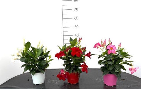 Dipladenia vaso 14 Extra