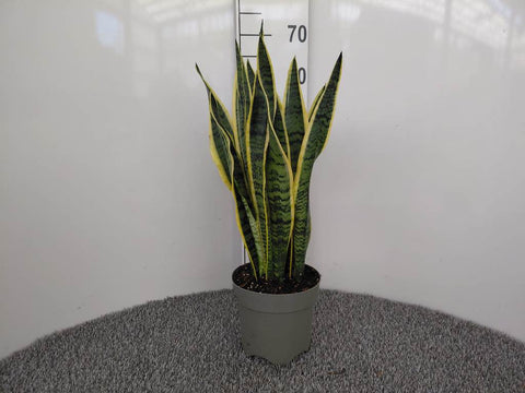 Sansevieria trifasciata Laurentii