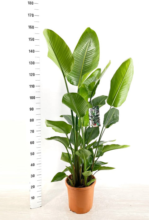 Strelitzia Nicolai