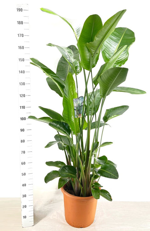 Strelitzia Nicolai