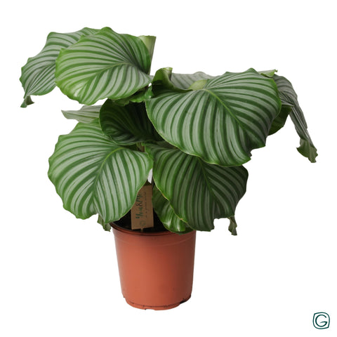 Calathea Orbifolia