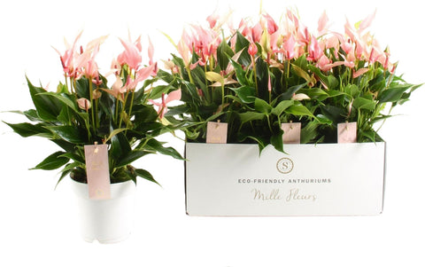 Anthurium Lilli  VP 17 H 40 cm