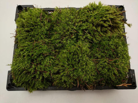 Muschio per Terrario