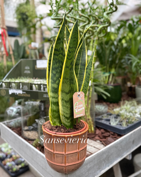Sansevieria trifasciata Laurentii  Vaso Ceramica