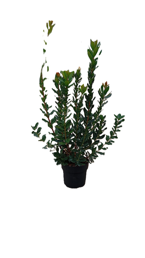 Arbutus Unedo (Corbezzolo) Vp 28