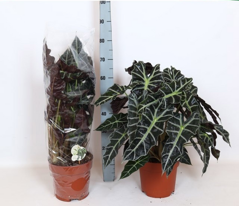 Alocasia Amazonica Vp 24