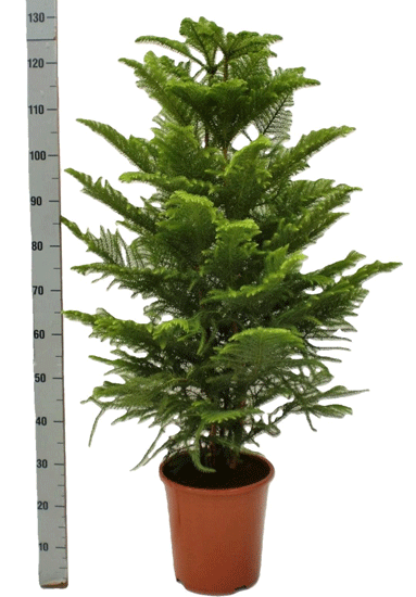 Araucaria