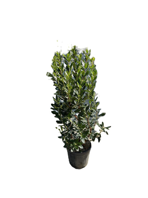 Arbutus Unedo (Corbezzolo) Vp 28