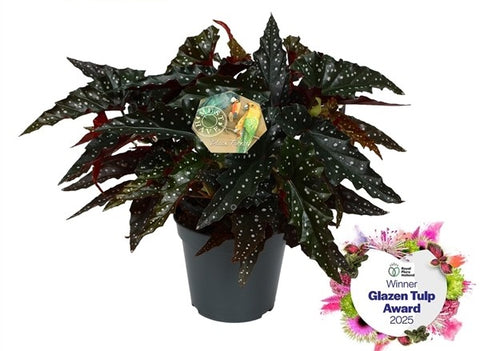 Begonia leaf maculata Black Forest 17Ø 35cm