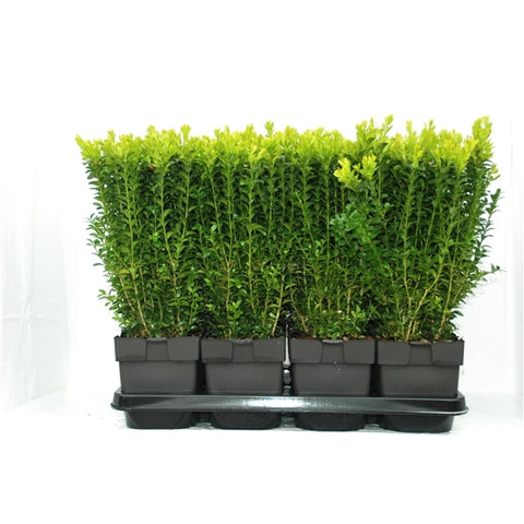 Buxus sempervirens