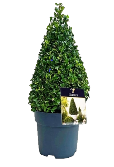 Buxus sempervirens pyramid 19Ø 50cm