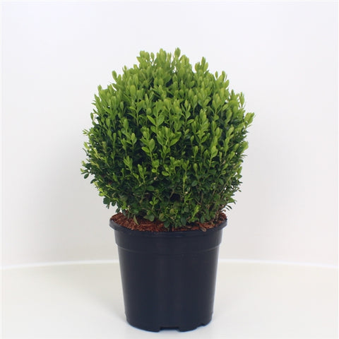 Buxus sempervirens ball