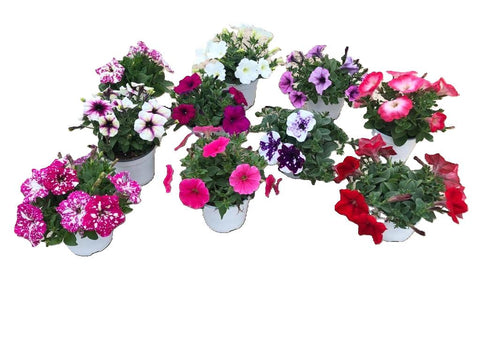 Petunia vp 14