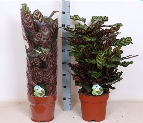 Calathea Macoiana vaso 24