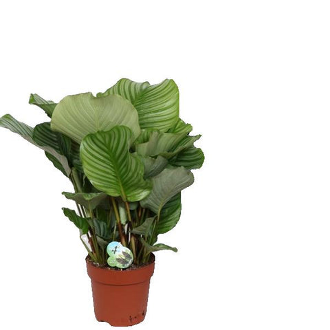 Calathea Orbifolia