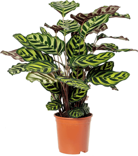 Calathea Macoiana vaso 24