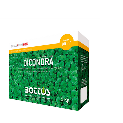 Dicondra  Repens