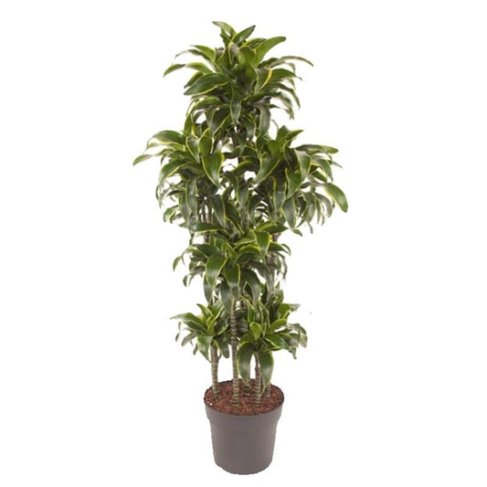 Dracaena Dorado Touff