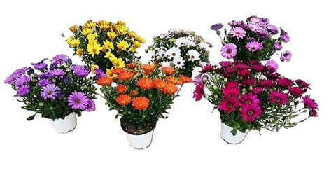Osteospermum (Dimorfoteca) vp 16