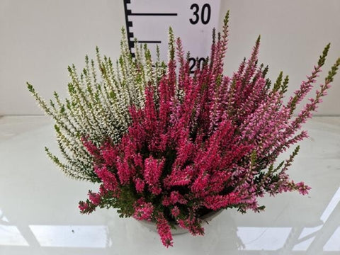 Erica Calluna vulg Garden