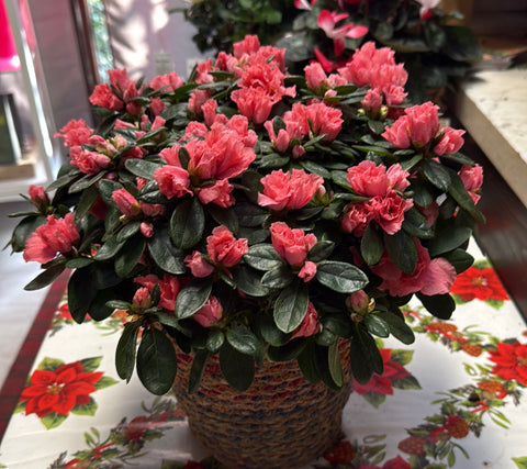 Azalea Indica Chioma Dm 30 + Cesto