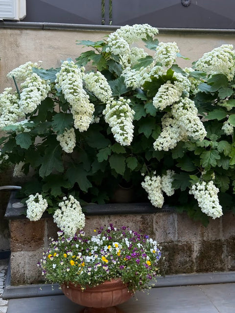 Hydrangea Quercifolia 'Regina di cuori'