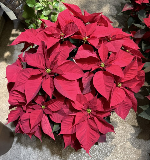 Poinsettia Stella di Natale