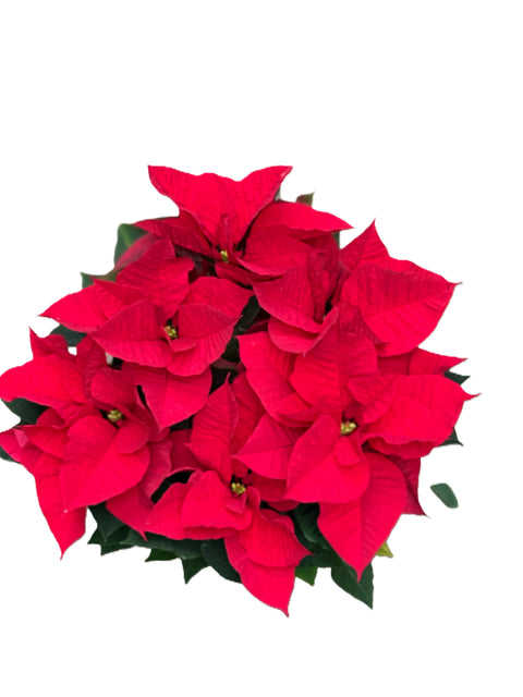 Poinsettia Stella di Natale vaso 17  foto reali