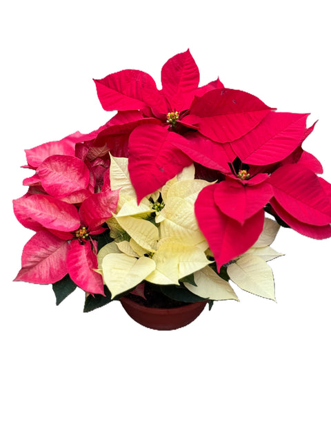 Poinsettia Stella di Natale  Ciotola tre Colori