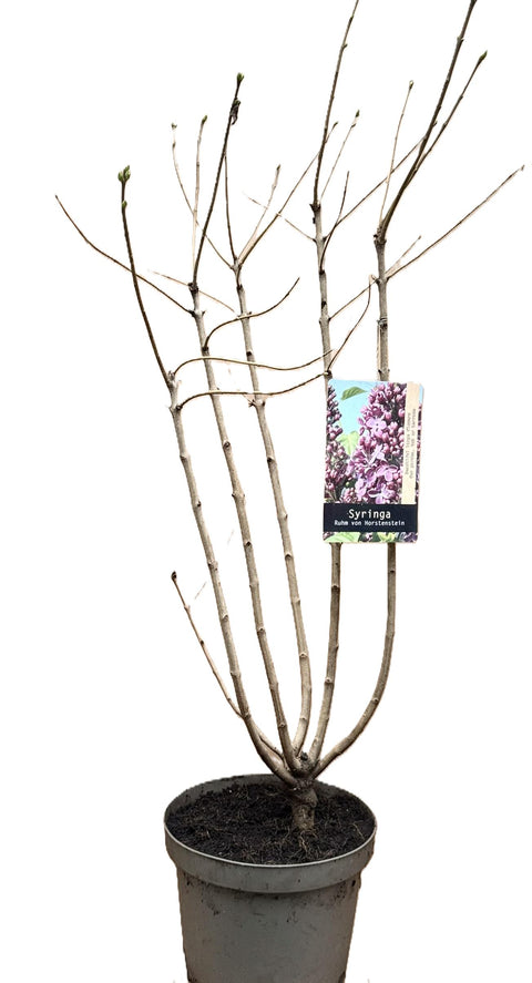 Syringa  (Lillà)  Viola vaso 26 h 100 cm