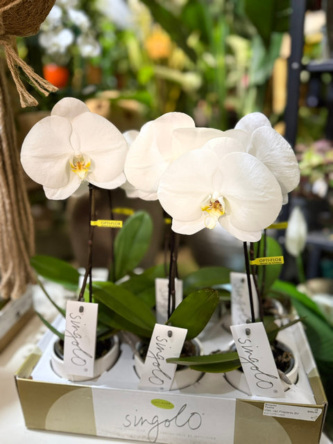 Orchidea Phalaenopsis Fiore Singolo