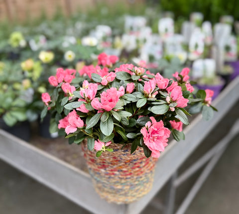 Azalea Indica Chioma Dm 30 + Cesto