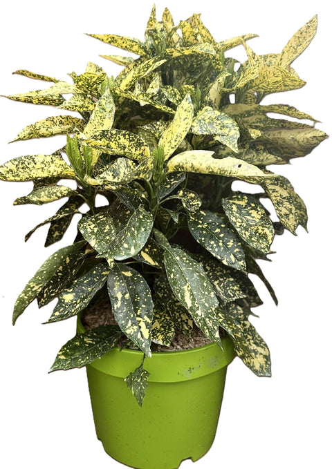 Acuba Japonica Crotonifolia vp 33