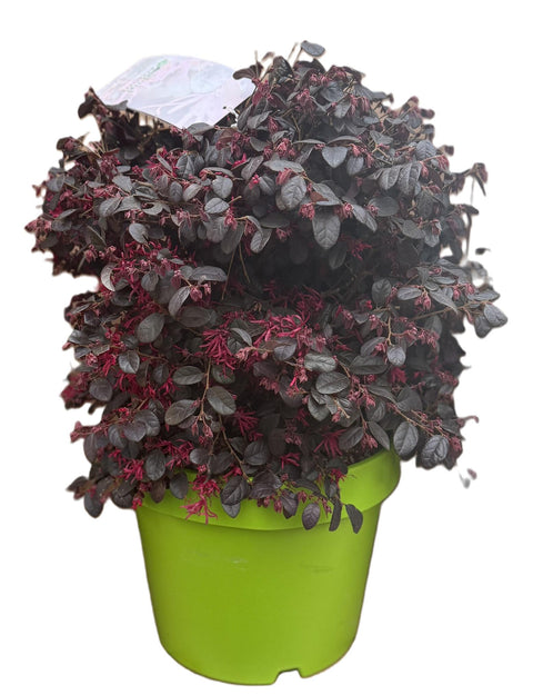 Loropetalum chinensis vp 33