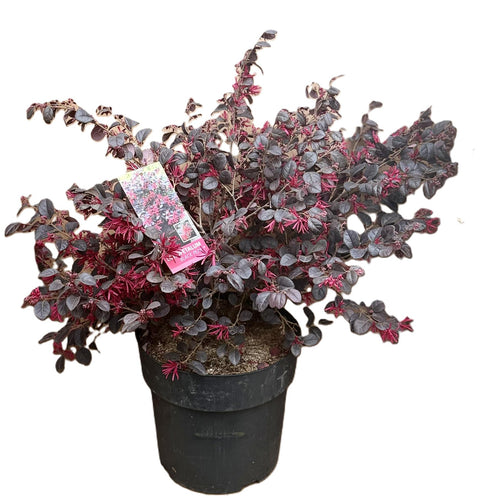 Loropetalum chinensis vp 24