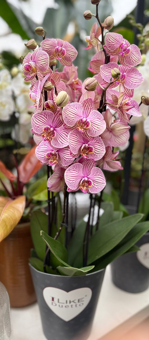 Phalaenopsis Duetto mix 17Ø H70cm 4st 40 fiori