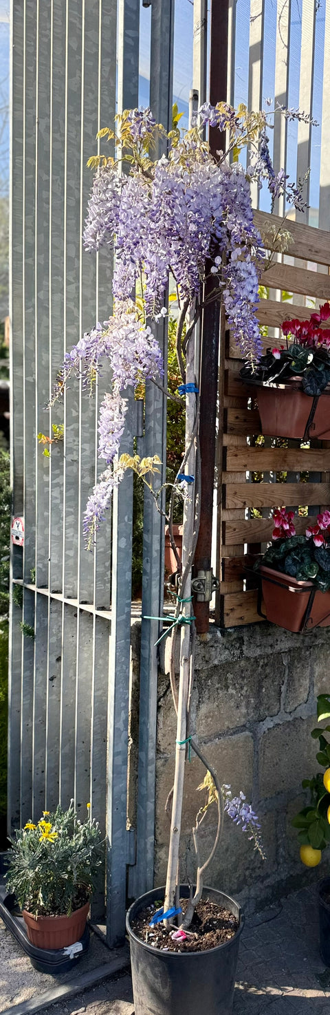 Wisteria Sinensis  (Glicine) vaso 26 altezza 250 cm