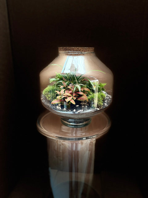 Terrario diametro D 22 H 23