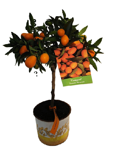 Citrus kumquat