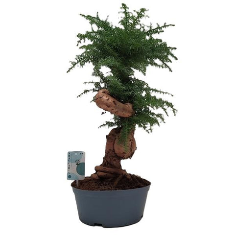 Bonsai Araucaria Cunninghamii 23Ø 65cm 1pp
