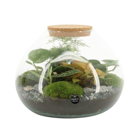 Terrarium