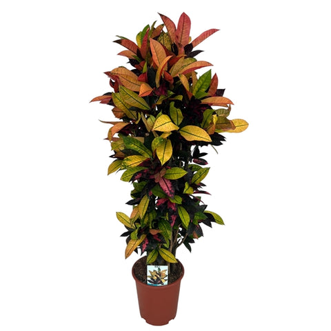 Croton  variegatum Mrs Iceton 27Ø 130cm