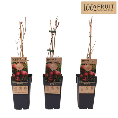 Actinidia arguta Kens Red 15Ø 65cm