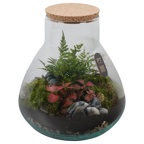 Terrario  22Ø 25cm