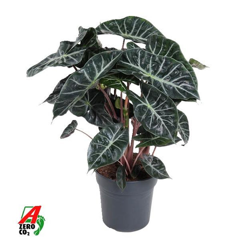 Alocasia Amazonica Vp 24